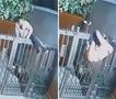 Најсмешен крадец во обид: Панталоните ѝ останаа на оградата, се покри со дуксер (ВИДЕО)