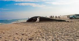 Мртов кит, најден на брегот на Виетнам, е погребан со традиционална церемонија