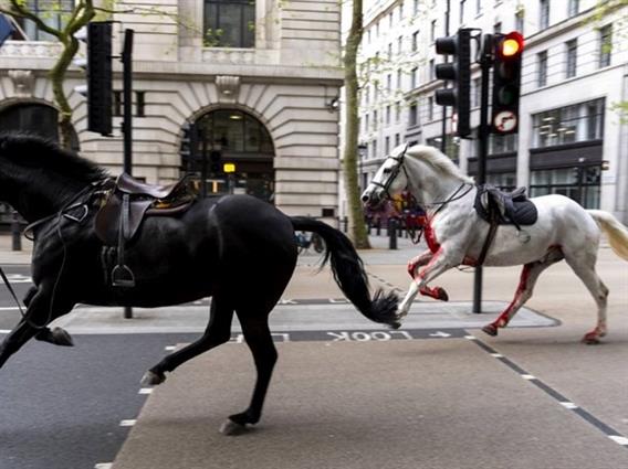 Видео: Коњи трчаат низ центарот на Лондон,  еден е облеан во крв