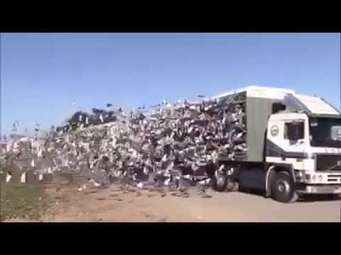Стотици птици пуштени на слобода