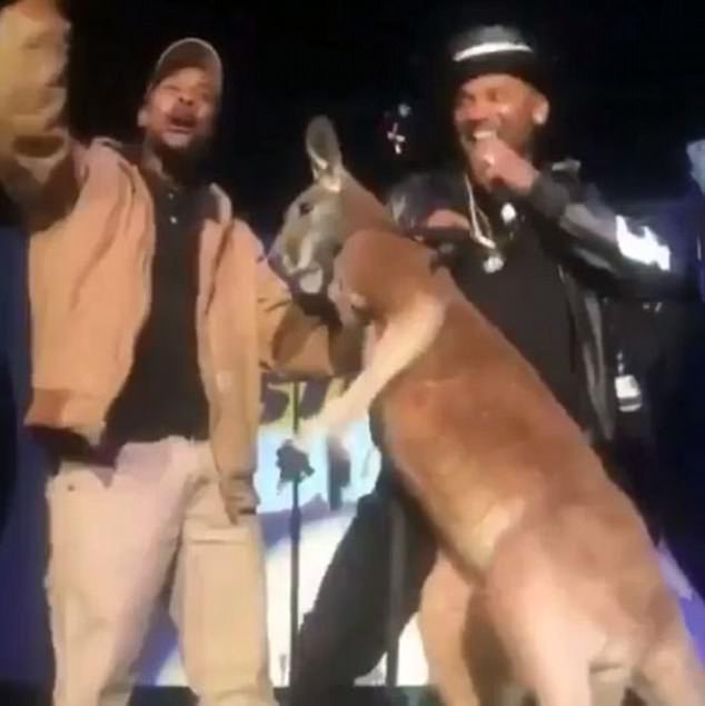 Мислел дека ќе биде смешно ако донесе кенгур на сцената - доби бокс! (видео)
