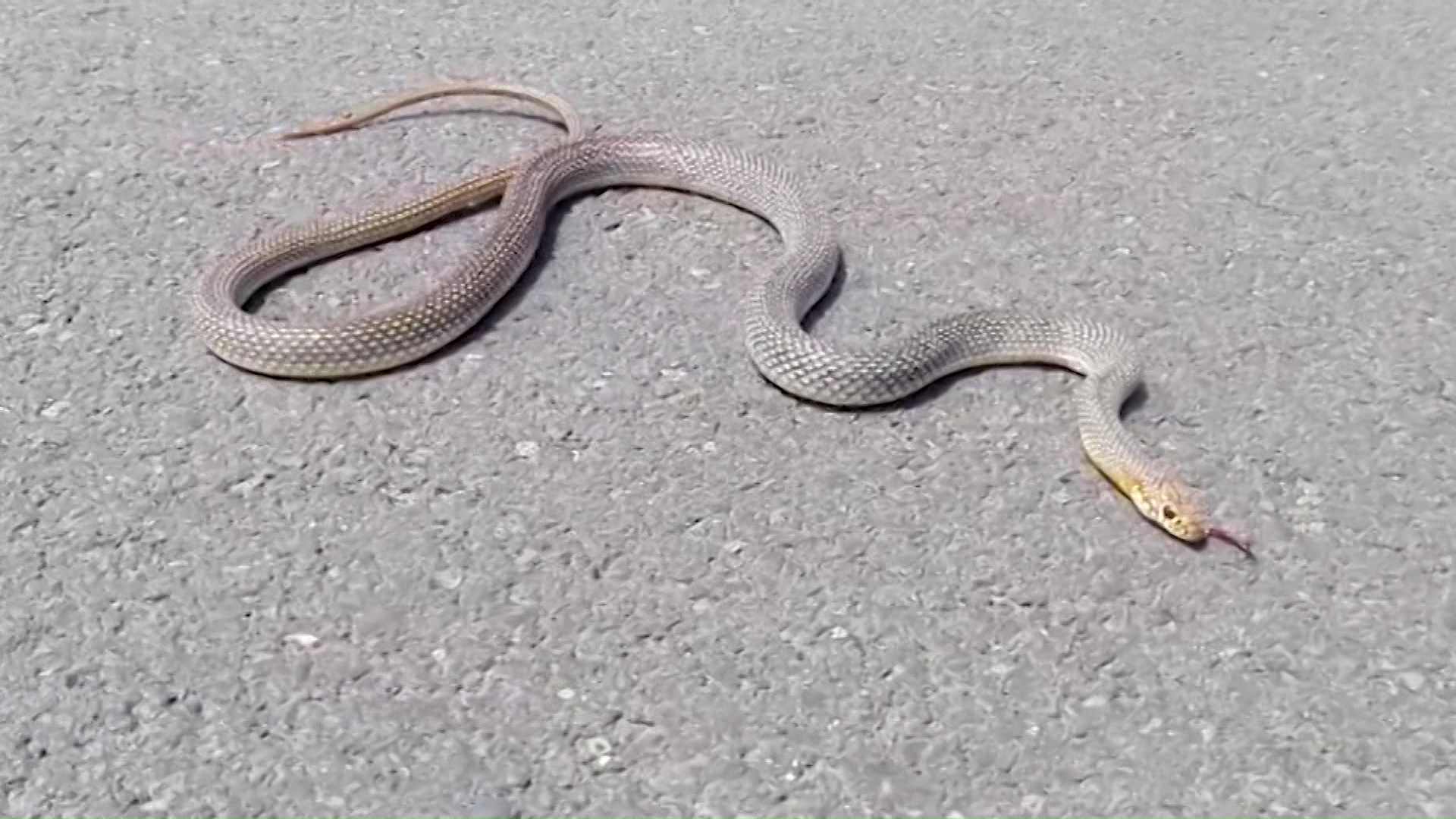 Со порастот на температурите повторно се појавија змии во Скопје - Канал 5