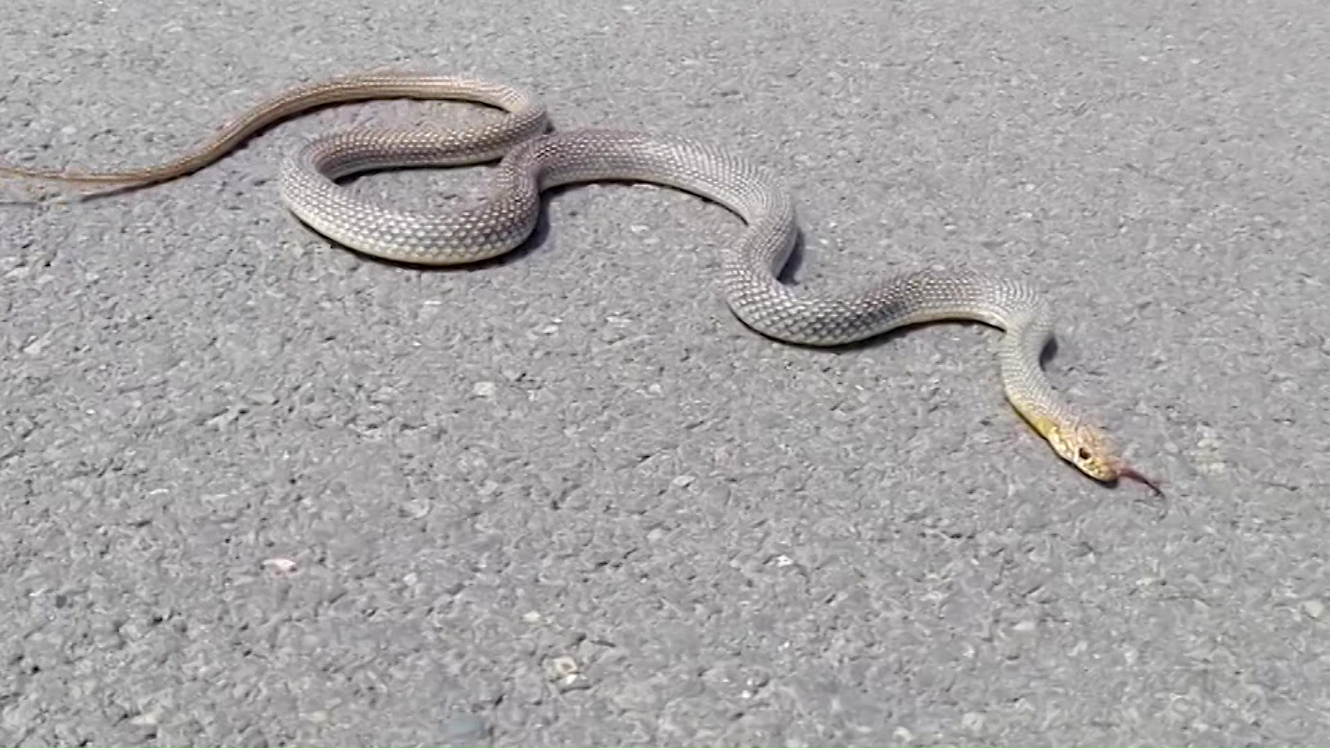 Холандски турист го каснала змија во Охрид, во болницата немало серум ...