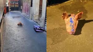 Свински глави фрлени пред девет џамии во Париз, сторителите избегале во автомобил со српски таблички