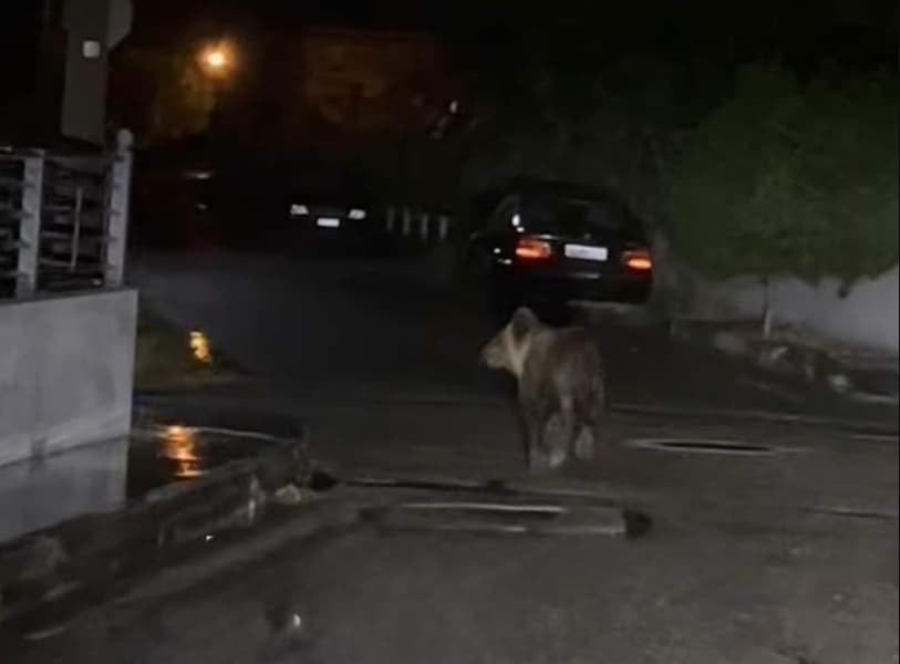 Мечка се прошета по улиците на град во Грција- граѓаните преплашени, интервенираат и пожарникари (ФОТО)