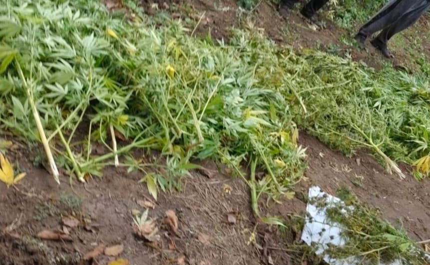 Скопјани одгледувале марихуана на нива во велешкото село Карабуниште, уапсени се