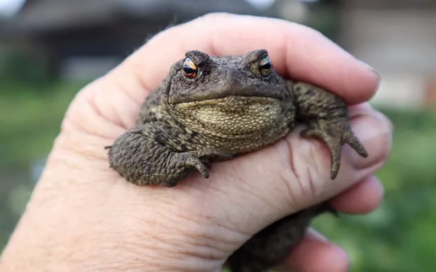 „Не лижете жаби“- опасен тренд меѓу младите, им служи како замена за дрога