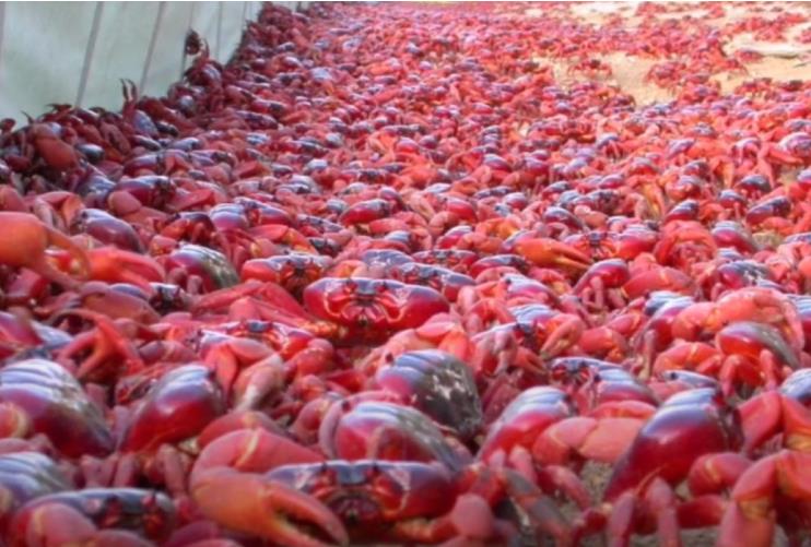 Црвени ракови ги „нападнаа“ улиците на австралиски остров