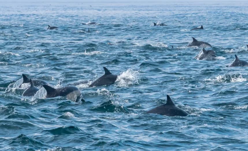 Неверојатно стампедо на илјадници делфини- еден од најспектакуларните глетки на Земјата (ВИДЕО)