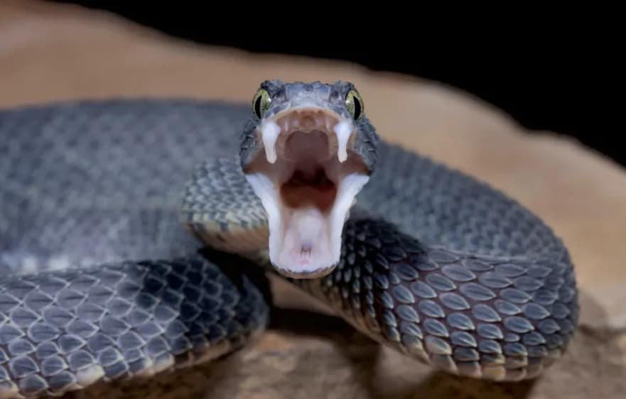 Прв пат снимен напад на отровна змија со висока резолуција, изгледа застрашувачки (ВИДЕО)