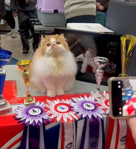 Српски персиски мачор - „најдобар“ според Светската федерација за мачки