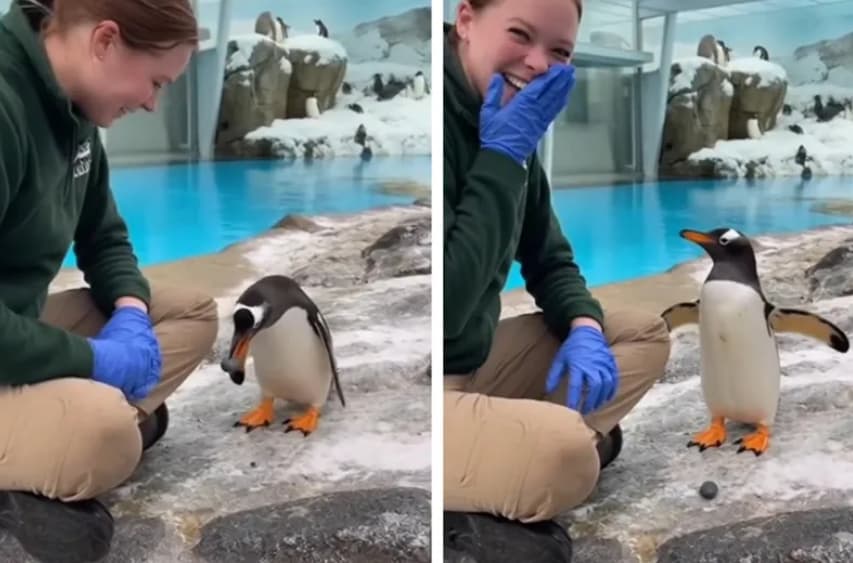 Пингвин ѝ донесе камен на девојка за да ѝ изрази љубов- снимката е хит (ВИДЕО)