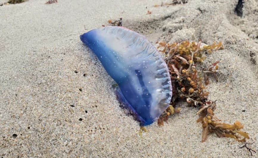 Итно предупредување на европска плажа: Никако да не го допирате ова суштество, опасно е и кога е мртво (ФОТО)