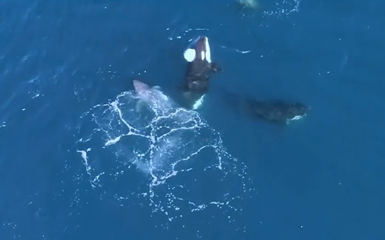 Китови орки убиваат големи бели ајкули и им ги јадат дробовите (ВИДЕО)