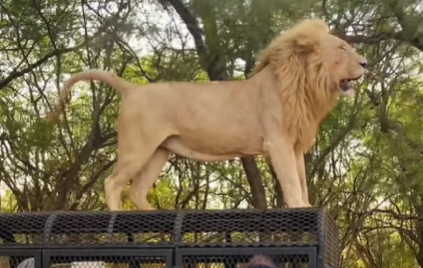 Драма на сафари: Лав скокна на покрив на џип, полн со туристи (ВИДЕО)