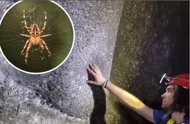 Видео: Најголемата пајакова мрежа откриена во пештера на грчко-албанска граница