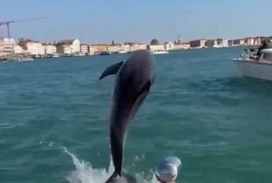 Започна акција за спасување на делфин, кој живее среде Венеција- бродовите може да го убијат (ВИДЕО)