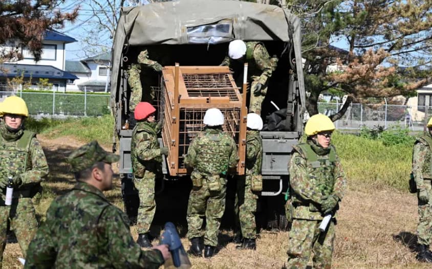 Јапонија итно ја распореди војската- убиени се 12 лица во напади на мечки (ВИДЕО)