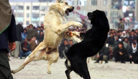 Грк, Косовец и двајца македонски државјани организирале борби со кучиња- добија обвиненија