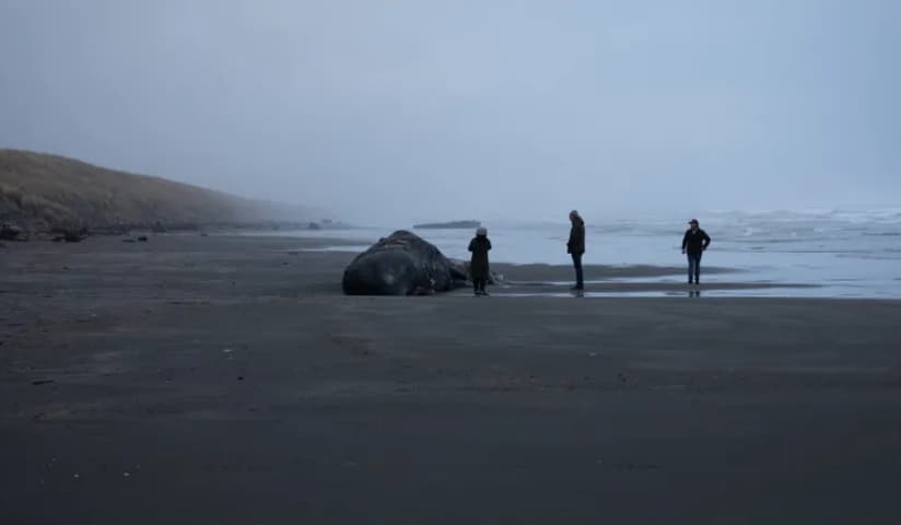 Остатоци од огромен кит се појавија на плажа- научниците вознемирени: Сѐ повеќе морски животни...