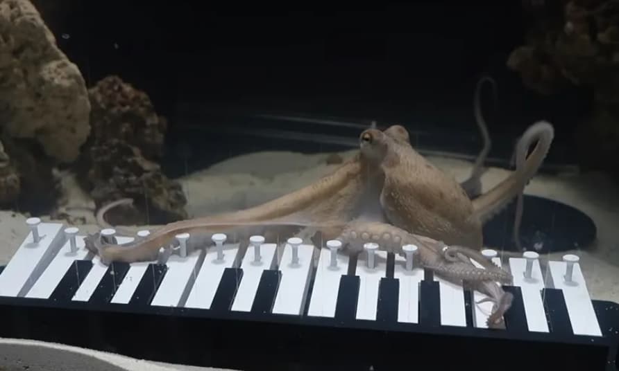 Експеримент што го збуни светот: Музичар научил октопод да свири на пијано (ВИДЕО)