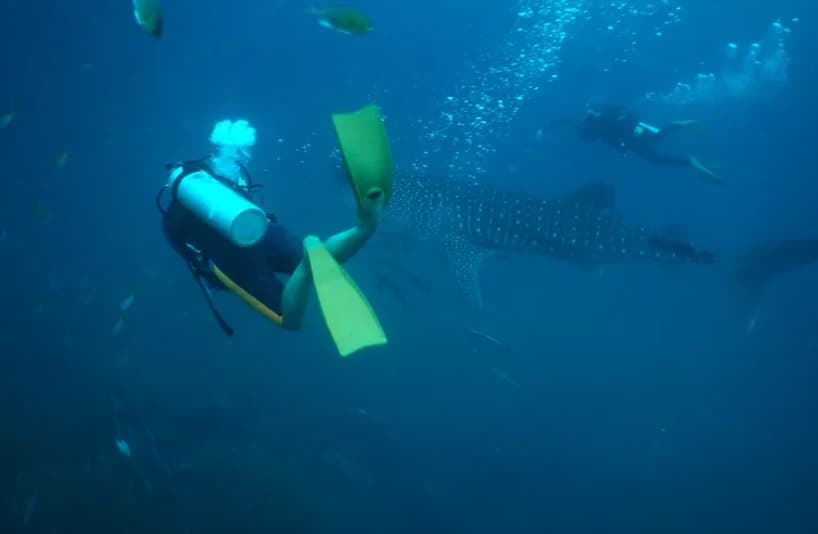 Драма на Малдивите: Отишла да нурка, кога се појавила ајкула- не поминала добро (ВИДЕО)