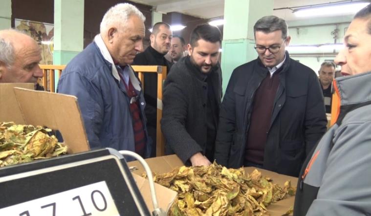 Трипуновски: Откупот на тутунот се одвива без проблеми, откупени 1 700 000 килограми по 419, 68 денари