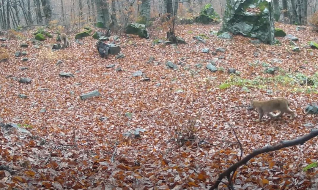 Видео: Камери забележале мајка рис со малечко во НП Шар Планина