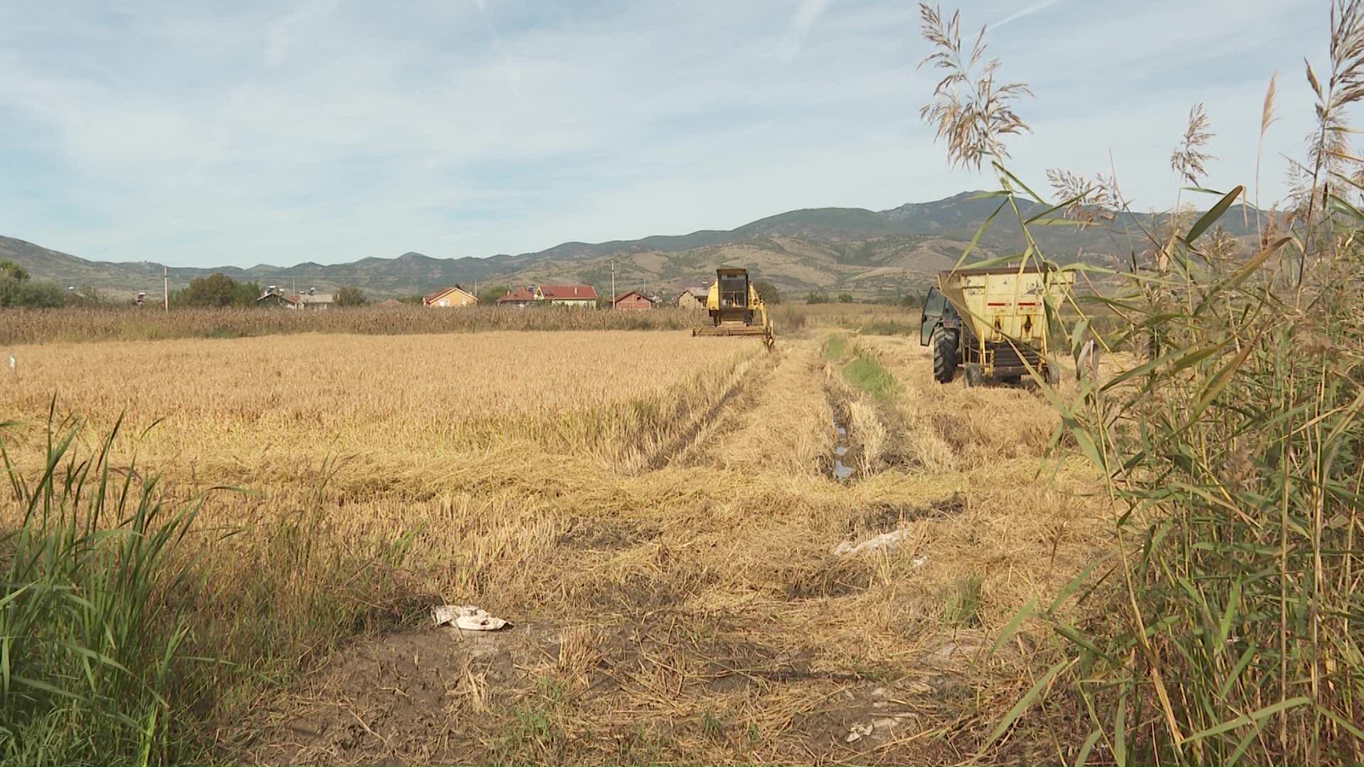 Дождовите годинава го уништија производството на ориз во Македонија