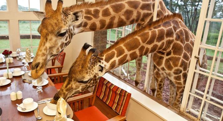 Сафари-појадок со жирафи