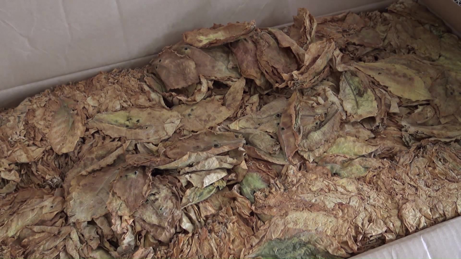 Почнува масовниот откуп на тутунот, тутунарите незадоволни