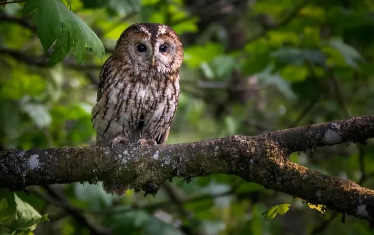 Заврши прекуокеанската авантура на бувовите- се качиле на крузер од САД и заминале во Шпанија