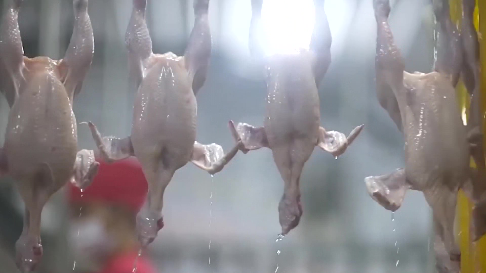 Спречен увоз на 26 тони пилешки батаци од Бразил