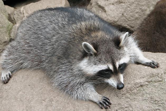 Во јужна Холандија убиени 250 ракуни, властите планираат да истребат уште 100 единки