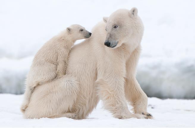 Поларните мечки користат „гени за брзо препишување на својата ДНК“ за да го преживеат топењето на глечерите