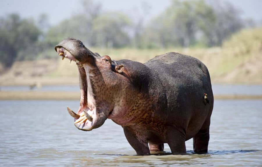 Четворица загинати по напад од нилски коњ во Кенија