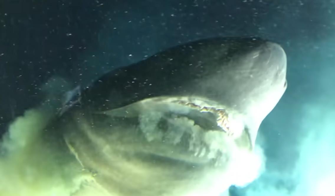 Снимка од „морско чудовиште“ направена од подморница го преплаши интернетот