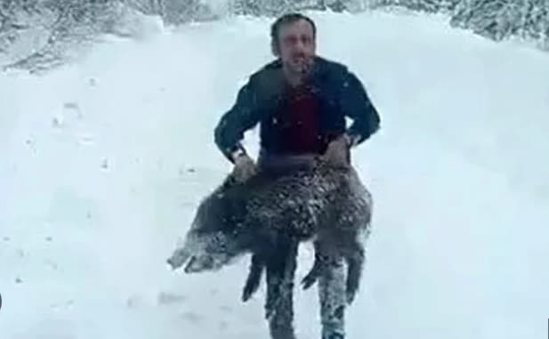 Турчин стана сензација: Скокна од автомобил и среде снег со голи раце фати дива свиња (ВИДЕО)