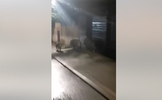 Диви свињи прошетаа низ улиците на скопската населба Водно (ВИДЕО)