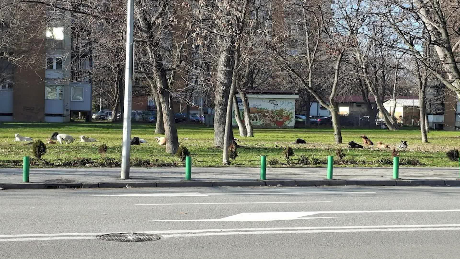 Анима мунди: Глутници кучиња од Албанија преку ноќ се појавија во Скопје