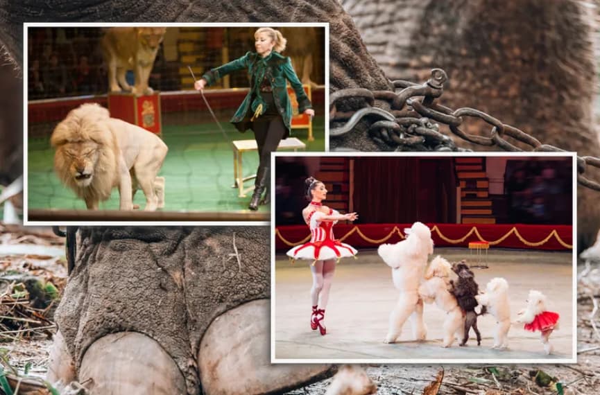 Крај на една ера: Од 2028. циркусите во Франција нема да користат животни на настапите