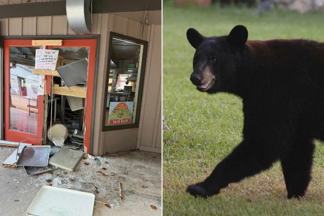 Мечка четврти пат ограби иста слаткарница