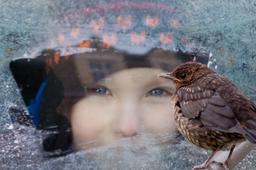 На прозорецот често ви слетуваат птици – Ова воопшто не е случајно, обратете внимание дали е гулаб или врапче