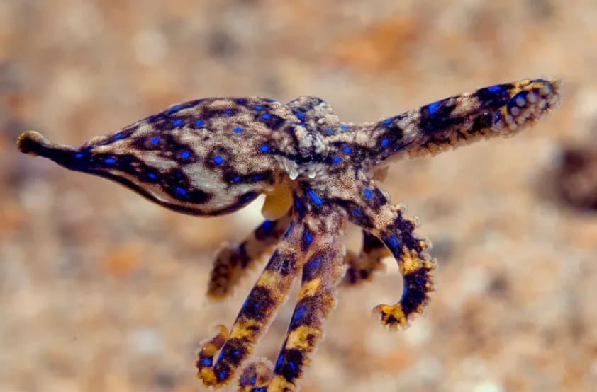 Човек бил нападнат од октопод- неговиот отров е 1.200 пати посилен од цијанид