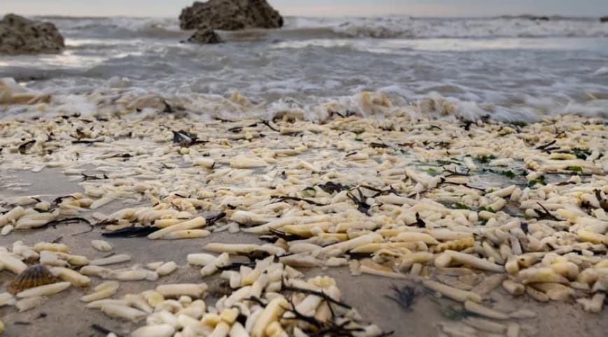 Помфрит прекри плажа во Англија- жителите шокирани: Може да биде отровно (ФОТО)