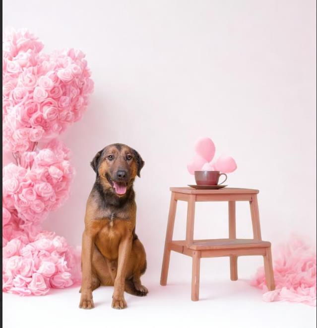 Иницијатива „Биди мојот Валентајн за еден ден" – прошетка и љубов за бездомни кучиња