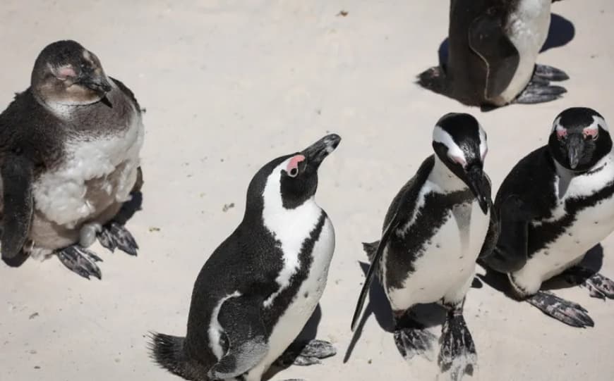 Страшни последици од климатските промени: Прегладнетите пингвини ги хранат младенчињата со камења