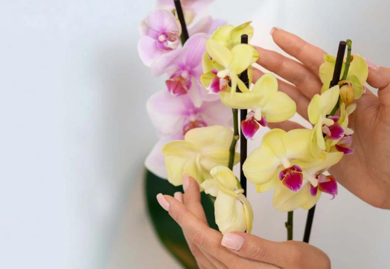 Како да направите орхидеите да цветаат и да изгледаат луксузно