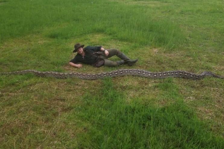 Видео: Најдолгата змија во природата, питон од скоро 8 метри и тежина од 100 кг.