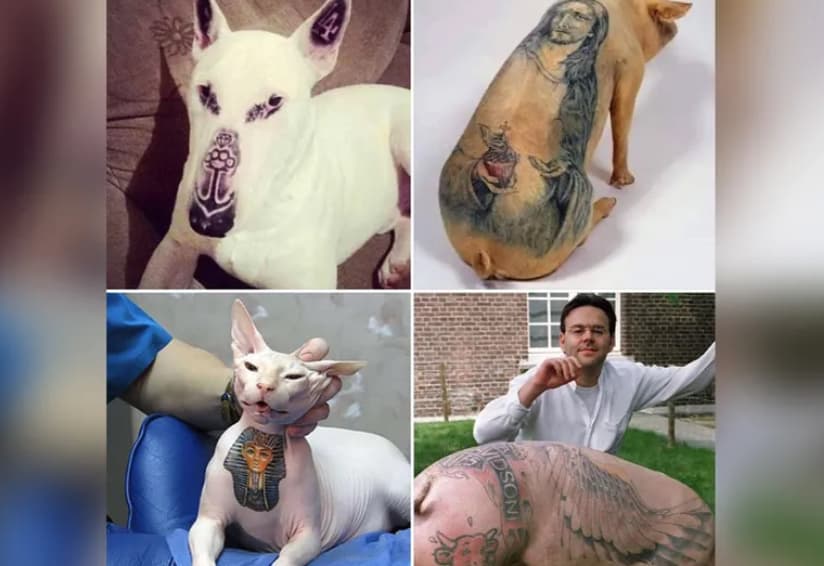 Бразил забрани тетовирање и пирсинг на домашни миленичиња- се оди и во затвор (ВИДЕО)